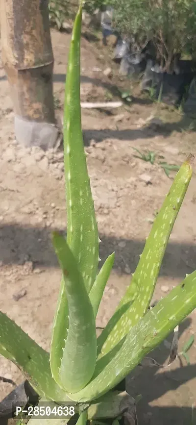 Aloe Vera Plant  Aloe Vera Plant-thumb0