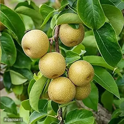 Earth Angels Pear Plant Pear live Plant(Hybrid, Pack of 1)