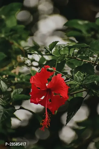 Hibiscus Plant  Hibiscus Plant  36