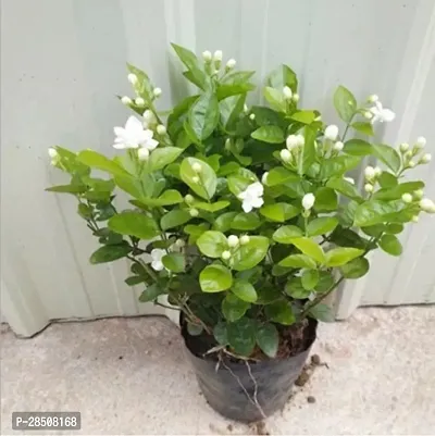 Jasmine Plant  Jasmine XPlant aZee-thumb0