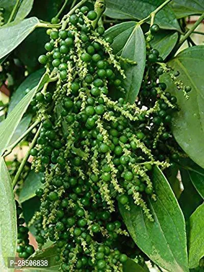 Black Pepper Plant  Black pepper Model Name Malligesara Plant-thumb0