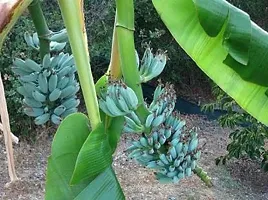 Natural Live Plant for Home Garden-thumb1