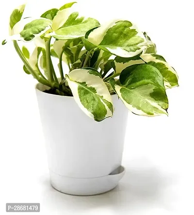 Earth Angels Money Plant Money-thumb0