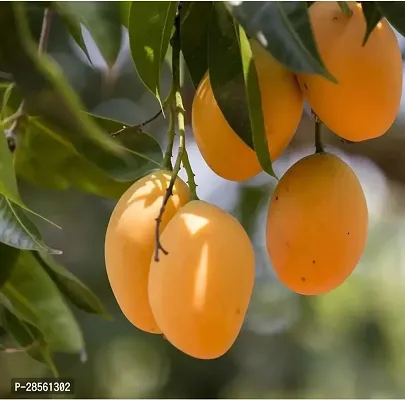 Earth Angels Mango Plant All Time Mango plant, Thai Hybrid Variety-thumb2