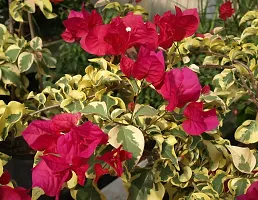 Bougainvillea Plant  Bougainvilla Plant kingdom185-thumb1