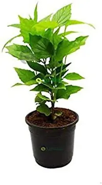 Natural Live Plant for Home Garden-thumb2