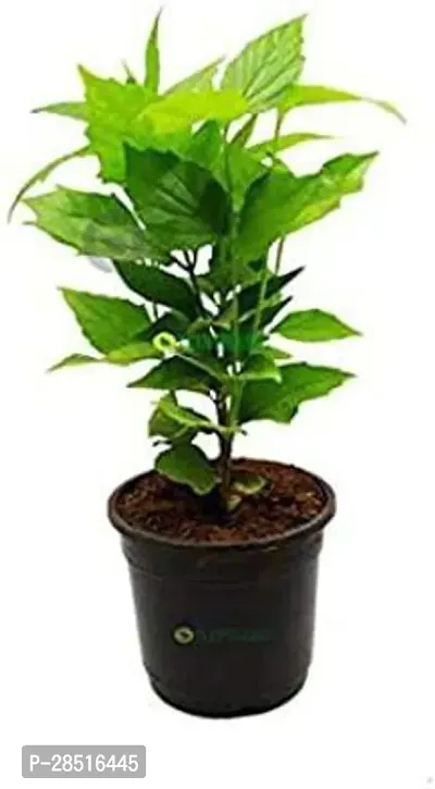 Natural Live Plant for Home Garden-thumb3