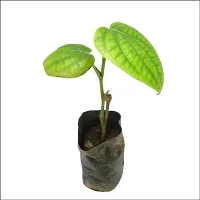 Natural Live Plant for Home Garden-thumb1