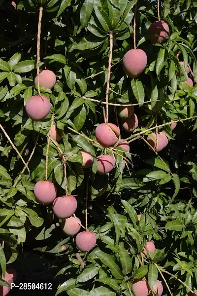 Mango Plant  Mango Plant  115