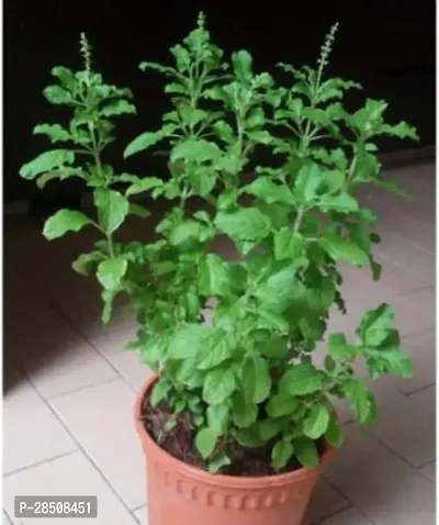 Tulsi Plant  Tulsi xPlant genic14-thumb0