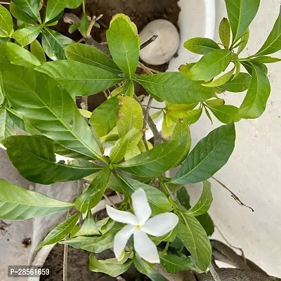 Earth Angels Jasmine Plant Jasmine Crepe Jasmine Chinese Tagor Night Blooming Jasmine Plant CF000205111-thumb0