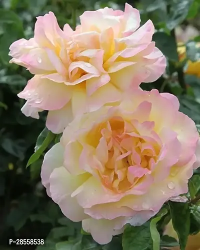 Earth Angels Rose Plant ROSE PLANT-BU25-thumb0