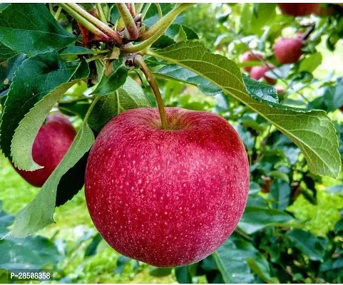 Elephant Apple Plant  Apple Plant kingdom01-thumb2