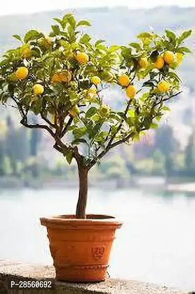 Earth Angels Lemon Plant Lemon plant 43-thumb0