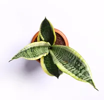 Snake Plant  snake Plant    futura superba live indoor with water reservoir plate-thumb2