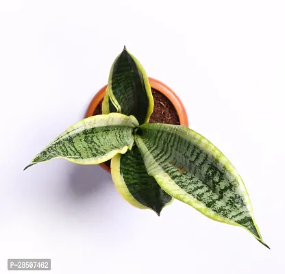 Snake Plant  snake Plant    futura superba live indoor with water reservoir plate-thumb3