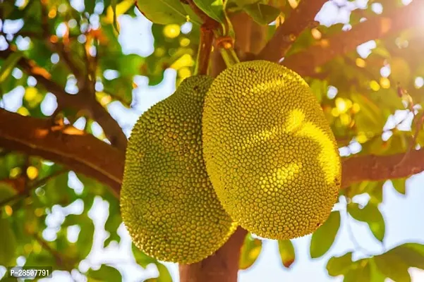 Jack Fruit Plant  Kathal Plant heaven181-thumb0