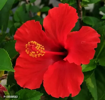 Earth Angels Hibiscus Plant red hibiscus6-thumb0