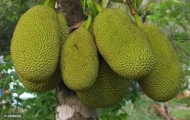 Jackfruit Plant  Kathal Plant kingdom103-thumb0