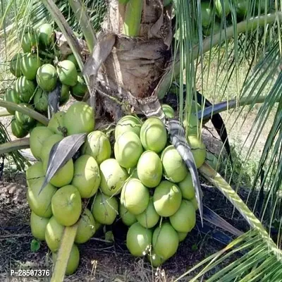 Coconut Plant  CJC01-thumb0