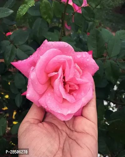 Rose Plant  Scented Rose Gawathi Gulaab Plant   Pink-thumb0