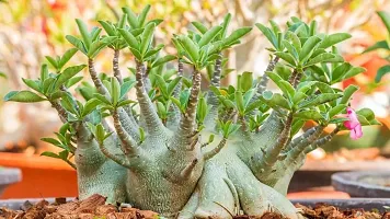 Natural Live Plant for Home Garden-thumb2