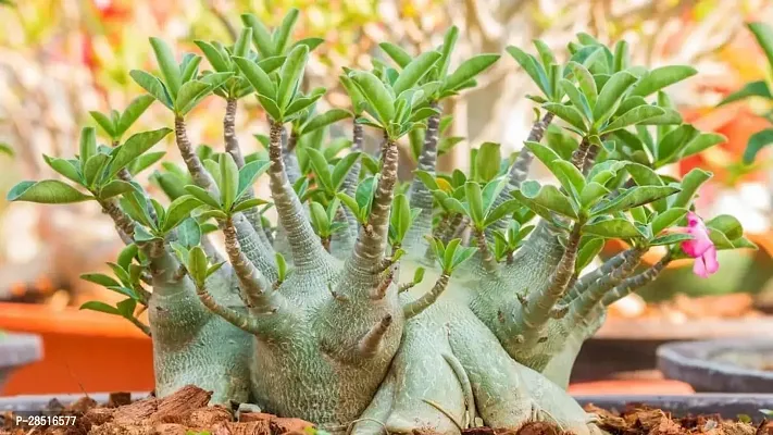 Natural Live Plant for Home Garden-thumb3