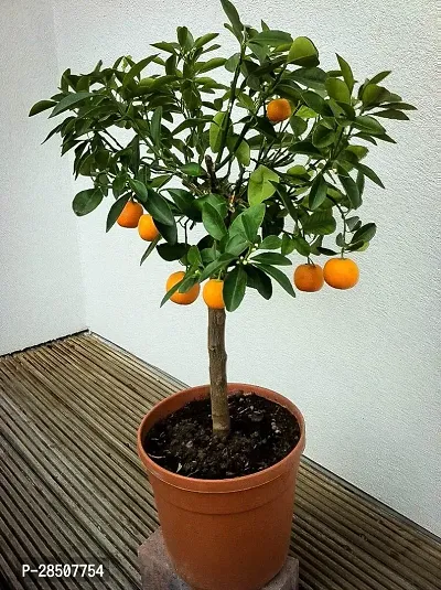 Orange Plant  Orange Plant heaven51-thumb0