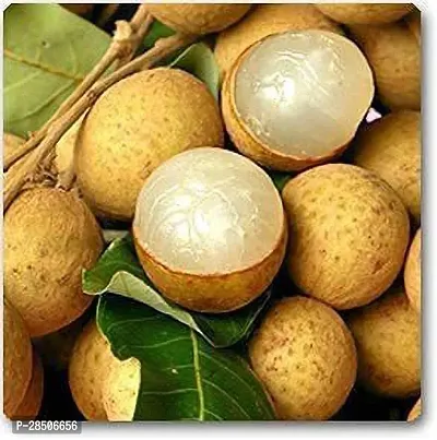 Litchi Plant  Longan  Litchi   Plant-thumb0