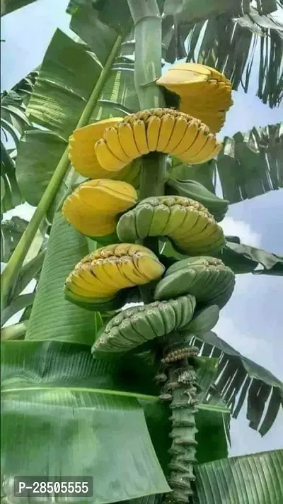 Banana Plant  Hybrid Banana Live Plant  for Higher Production  V19-thumb0