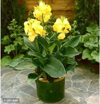 Natural Live Plant for Home Garden-thumb0