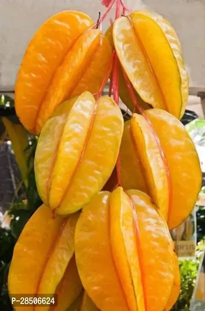 Star Fruit Carambola Grafted Plant  Star Fruit Hybrid Live Plant  Grafted All Time Sweet Variety Sulav CF1502-thumb0