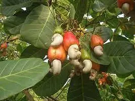 Cashew Apple Plant  KajuPlant  XOxygreenPlant-thumb2