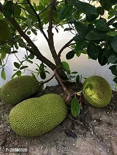 Jack Fruit Plant  Jackfruit Plant  xnewdeb65-thumb0