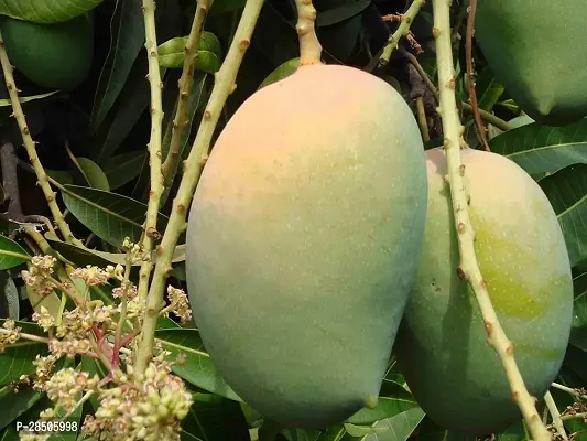 Mango Plant  Kesar Mangoes Fruit Live Plant-thumb0