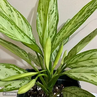 Aglaonema Plant  Aglaonema Plant  034-thumb0