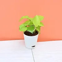 Natural Live Plant for Home Garden-thumb1