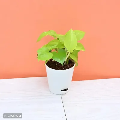 Natural Live Plant for Home Garden-thumb2