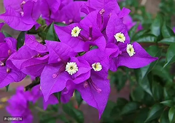 Bougainvillea Plant  Live Blue Bougainvillea Beautiful Flower Plant  For Home Balcony   Healthy Live 1 Flower Plant-thumb0