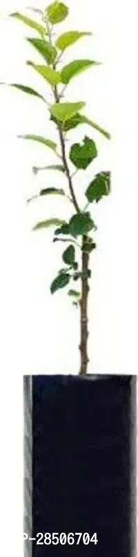 Apple Plant  Live Red Apple Fruit Plant-thumb3