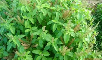 Tulsi Plant  Tulsi xnewdeb85485-thumb2