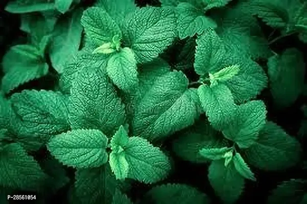 Earth Angels Mint Plant MINT PLANT TDZZ-thumb3