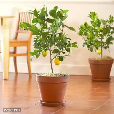 Natural Live Plant for Home Garden-thumb0