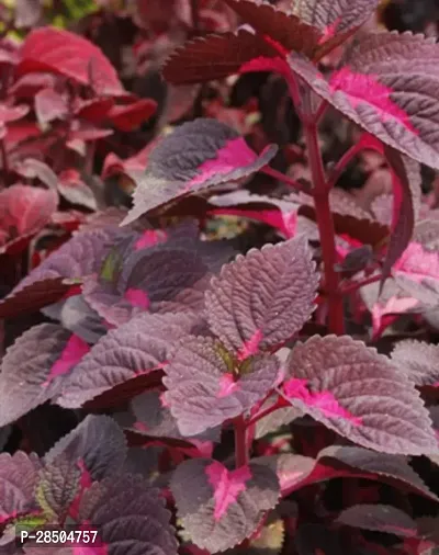 Coleus Plant  Tilak Tulshi Plant  T002-thumb0