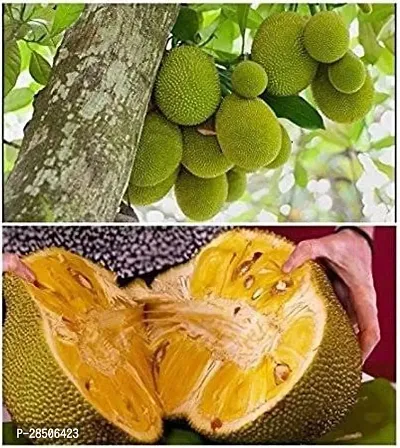 Jack Fruit Plant  Live hybrid jackfruit Plant LP jack 4