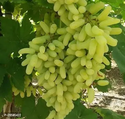 Grapes Plant  Angur Plant  Fruit And Fruit Tree A009-thumb0