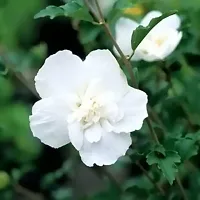 Hibiscus Plant  White Double GudhalHibiscus-thumb1