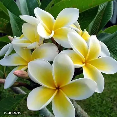 Earth Angels Plumeria Plant Plumeria, Champa (Yellow) - Plant-thumb0