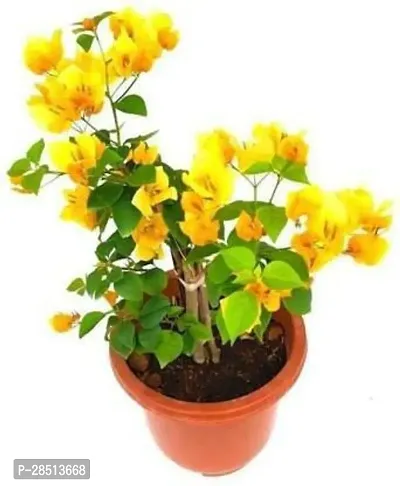 Natural Live Plant for Home Garden-thumb0