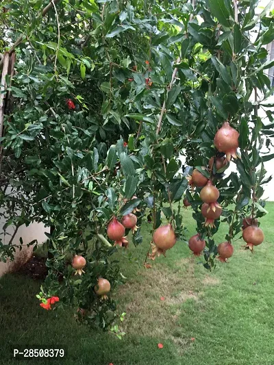 Pomegranate Plant  Bedana Plant kingdom145-thumb0